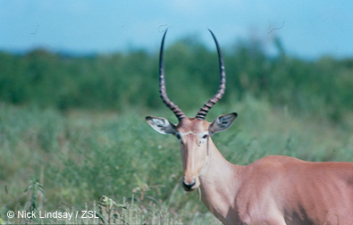 Hirola antelope