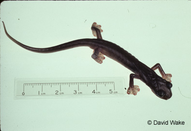 Chiropterotriton magnipes