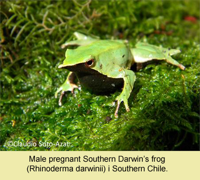Male Southern Darwin's frog