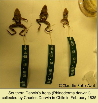 Southern Darwin's frogs