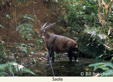 Saola