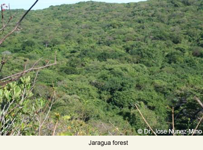 Jaragua forest