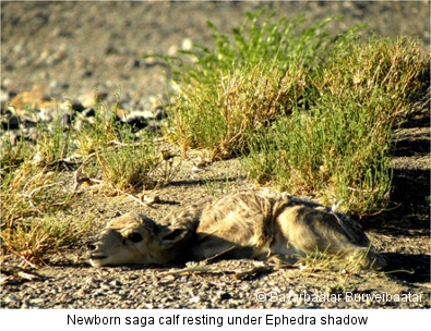 newborn saiga