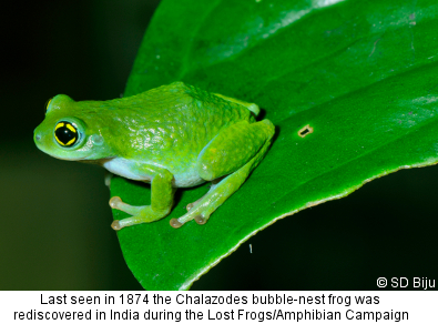 Chalazodes bubble-nest frog