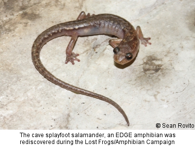 cave splayfoot salamander