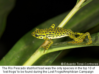 Rio Pescado stubfoot toad