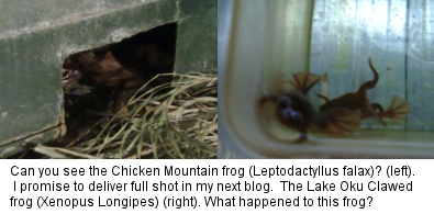 Mountain chicken frog