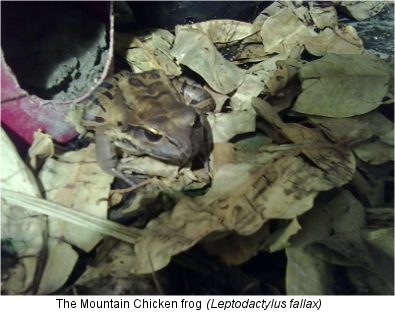 Mountain Chicken frog