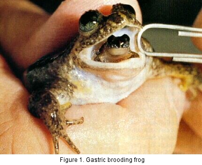 Gastric brooding frog