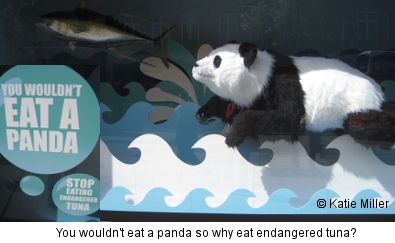 panda and tuna