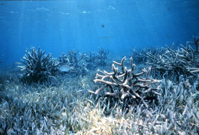 Seagrass and coral