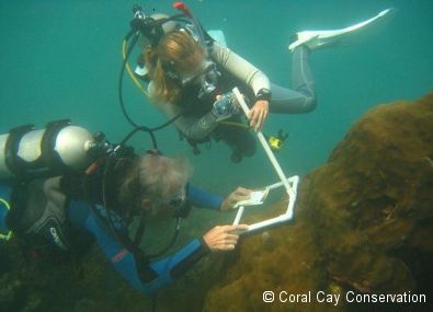 coral survey