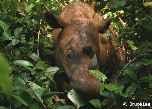 800px-Sumatran_Rhinoceros_Way_Kambas_2008 fre use copyrightBruce1ee