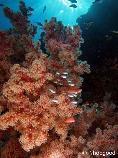 Coral Reef