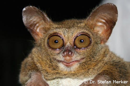 Tarsius wallacei