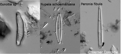 Diatom species found in the study