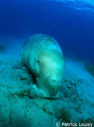 Species of the Week: Dugong (Dugong dugon) - EDGE of Existence