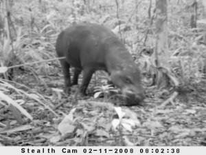 Pygmy hippo
