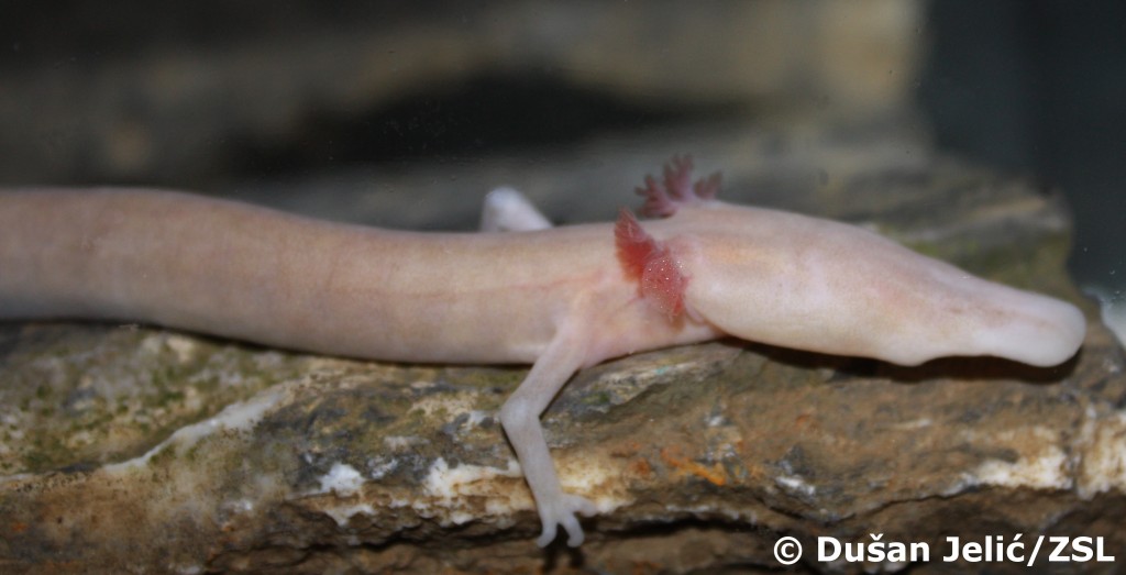 The olm