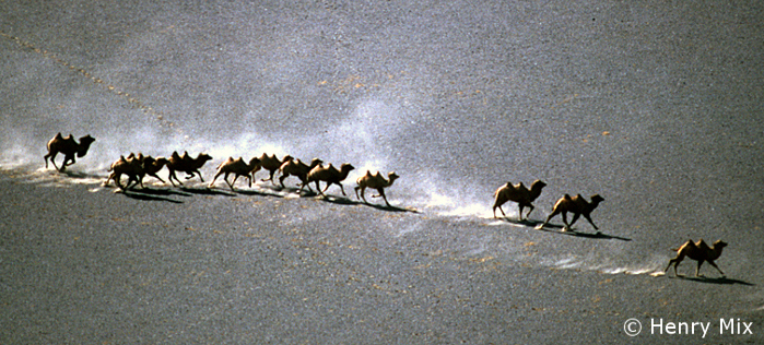 Bactrian Camels
