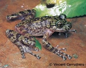 Heleophryne rosei