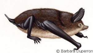 NZ greater short-tailed bat