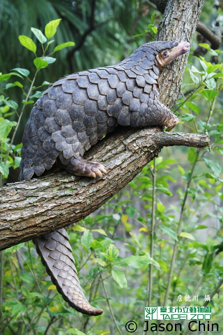 Chinese Pangolin