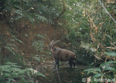 Saola