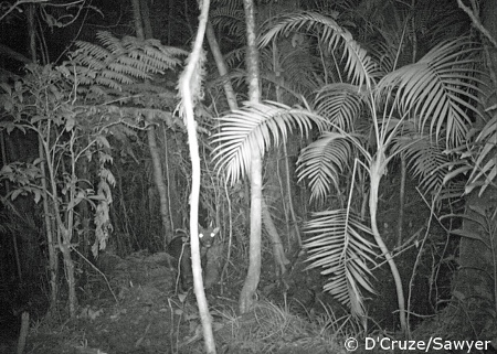 Visayan spotted deer