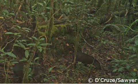 Visayan warty pig