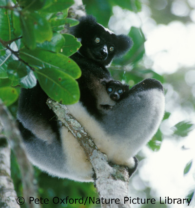 Indri and baby