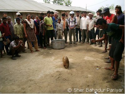 Rescued pangolin