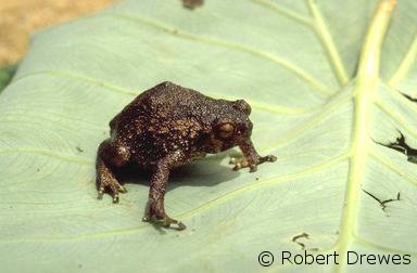 Callulina kreffti