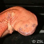 Chinese Giant Salamander (Andrias davidianus)