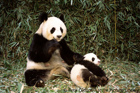 Giant panda