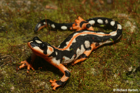 Luristan Newt, Neurergus kaiseri, Iran mountains Luristan Newt