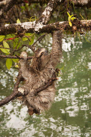 Pygmy three-toed sloth Pygmy three-toed sloth