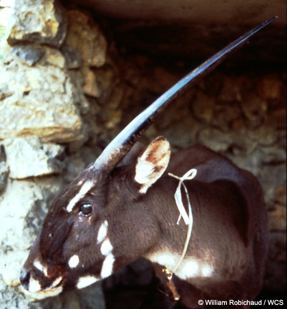 Saola Saola