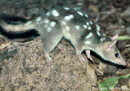 Northern Quoll