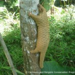 Sunda Pangolin (Manis javanica)