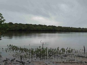 The shores of Gazi bay mangroves