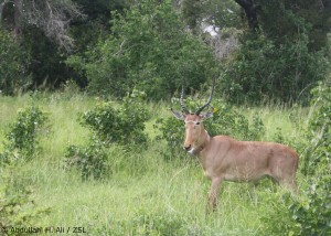 Hirola wearing GPS collar