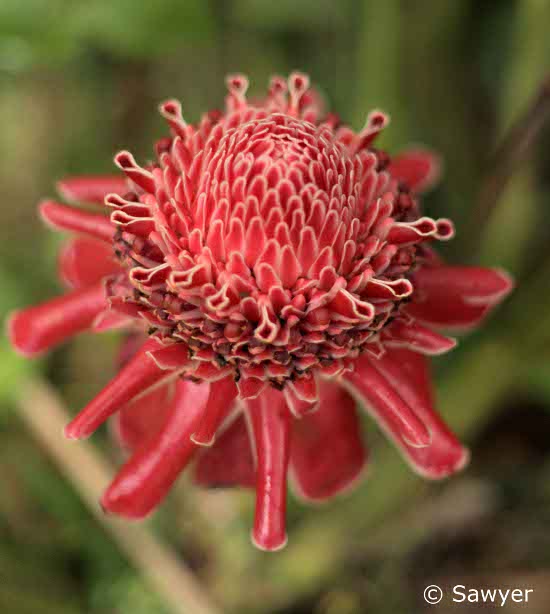 ginger plant flower