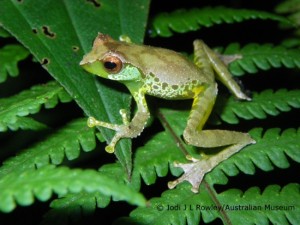 Gracixalus quangi
