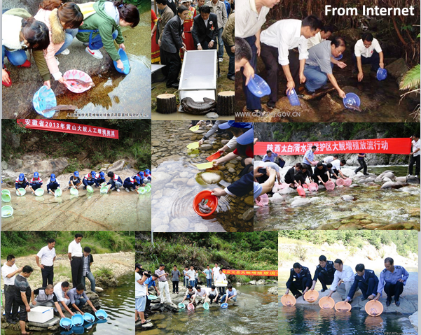 Yan_Fang_collage_pic