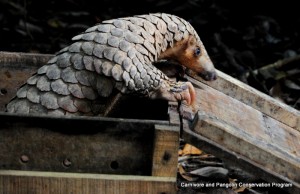 Release of female pangolin into Cat Tien National Park in December