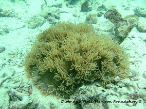Elegance coral in the Minantaw Marine Park Sanctuary