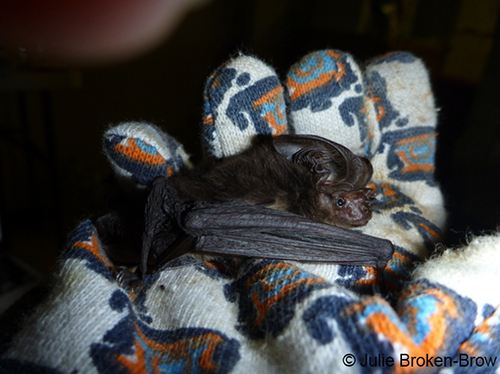 New_Guinea_big-eared_bat_Copyright_Julie_Broken-Brow_resized