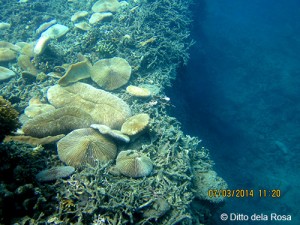Part of the reef collapse in Buenavista Marine Sanctuary