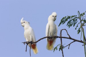 Philippine cockatoo © Benedict de Laender)